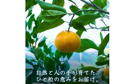 セミノール 5kg 1級品 / 和歌山 有田 広川 みかん ミカン 柑橘 果物 くだもの ギフト フルーツ 果実 ※2027年4月上旬～4月下旬頃に順次発送予定【hkt016-p-5A】