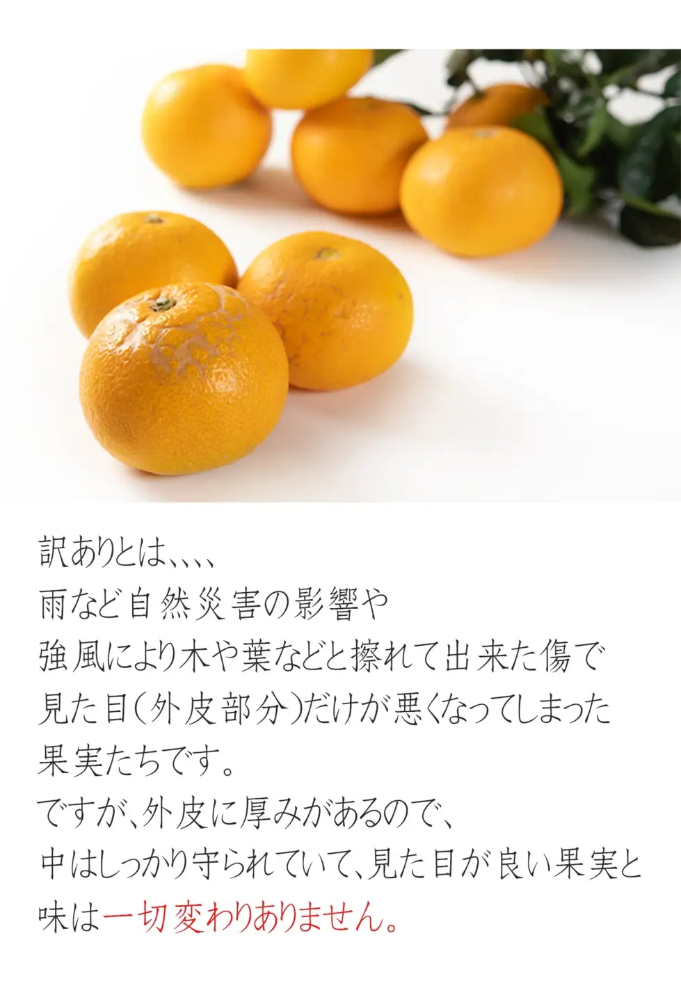 八朔 10kg 訳あり 木成り八朔［Mg69］