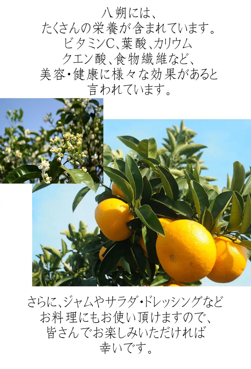 八朔 10kg 赤秀 木成り八朔［Mg70］
