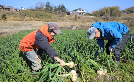 新玉ねぎ 淡路島産 10kg 早生 うしろ農園 新玉ねぎ