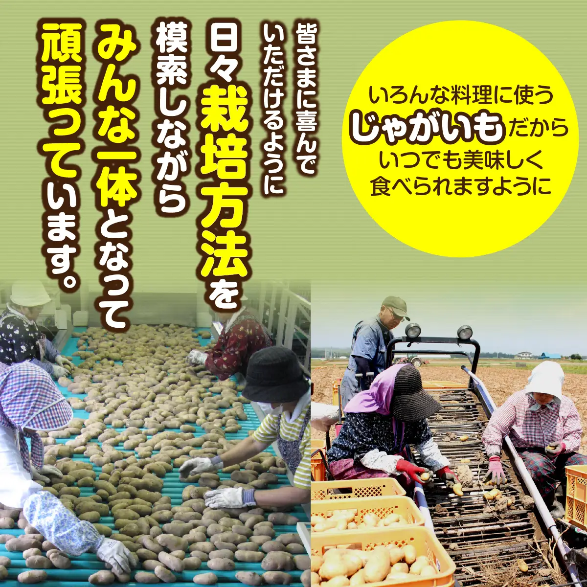 ＜2026年8月上旬より発送＞ばれいしょ MKWAL2001