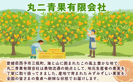 ＜秀品 サンフルーツ (L～3Lサイズ) 約10kg＞果汁 愛媛 蜜柑 ミカン みかん 果物 フルーツ 柑橘 国産 秀品 ギフト 贈答用 贈り物 贈物 プレゼント 愛媛県産 西予市産 西宇和 特産品 丸二青果 愛媛県 西予市【常温】『2026年3月上旬から順次出荷予定』MMY0025