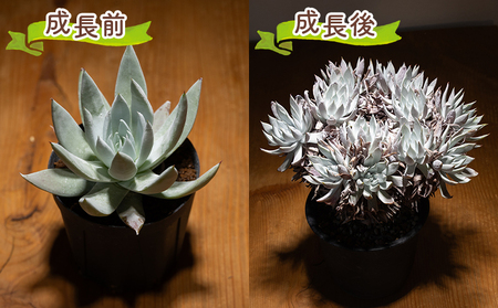 多肉植物 クサンチ ダドレア 多肉植物  cc-0001