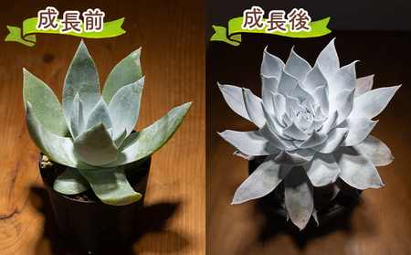 多肉植物 ブリトニー（仙女盃） ダドレア 多肉植物 cc-0020