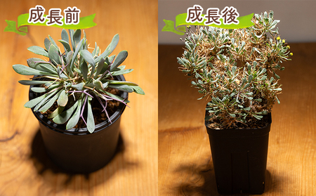 塊根植物 ユーフォルビオイデス オトンナ 塊根植物 cc-0003