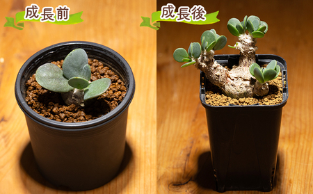 塊根植物 インターメディア オトンナ 塊根植物  cc-0004