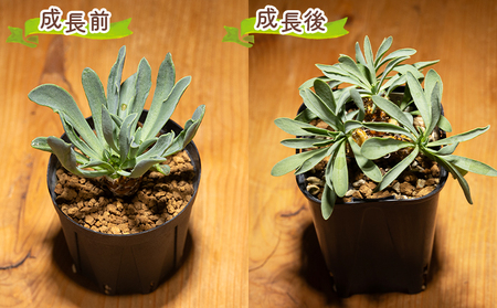 塊根植物 レピドカウリス オトンナ cc-0005
