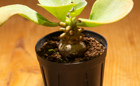 塊根植物 ヘレー オトンナ 塊根植物 cc-0007