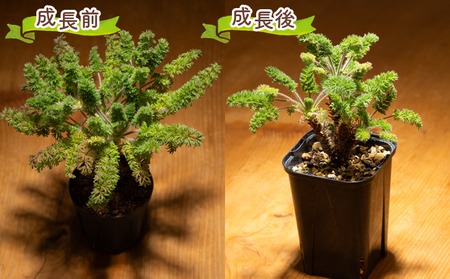 塊根植物 オレオフィルム ペラルゴニウム 塊根植物 cc-0014