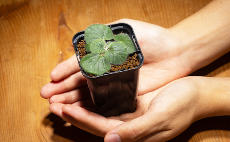 塊根植物 クルビアンドラム ペラルゴニウム 塊根植物 cc-0022