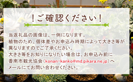 塊根植物 ヒストリクス ペラルゴニウム 塊根植物 cc-0018