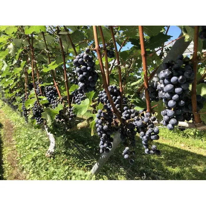 カベルネ・ソーヴィニヨン 八色葡萄ジュース２本セット | ジュース