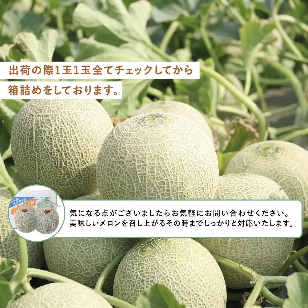 富良野メロン 夏メロン 秋メロン 中山農園 富良野メロン【計2玉】【2回定期便】[先行予約]