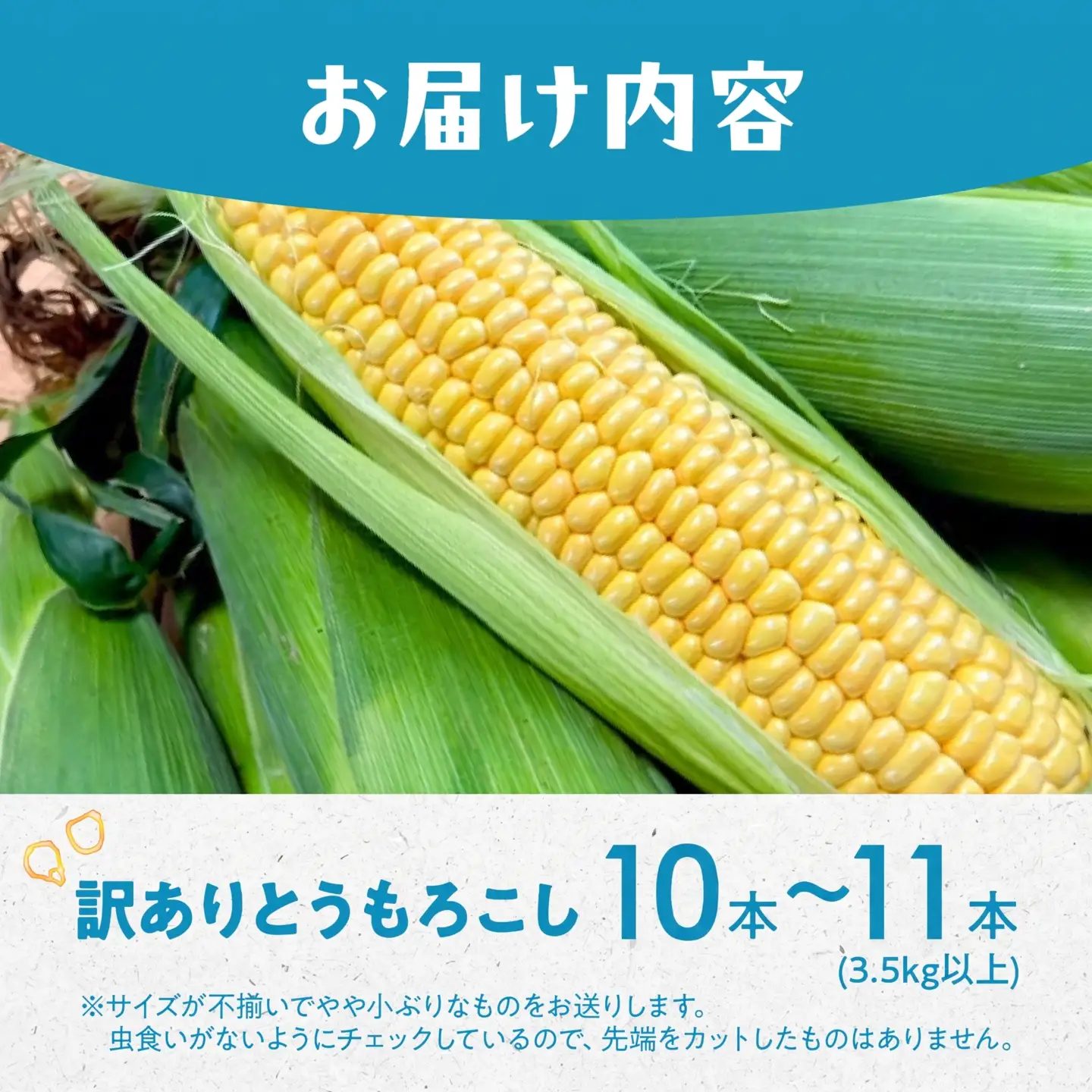 ＜先行予約＞ 朝採り とうもろこし 訳ありも選べる 10本-11本 (3.5kg以上) 訳あり とうもろこし 冷蔵 糖度 フルーツ くらい 甘い 田原市 トウモロコシ コーン おやつ スイーツ コーンスープ にも 事前予約 旬 夏 初夏 野菜 やさい