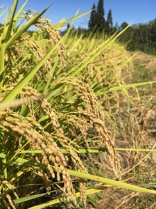 ＜白米＞コシヒカリ13kg農薬不使用 化成肥料不使用 除草剤不使用【051-10】