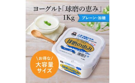 牛乳 ヨーグルト 球磨の恵み お腹にもやさしいA2ミルクとヨーグルト加糖 セット ミルク 牛乳2本 ヨーグルト2個【配送不可：沖縄県、離島】