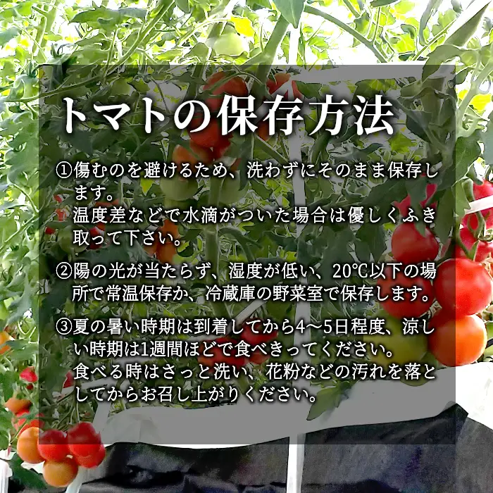 予約品※2026年7月～8月発送 フルーツのように甘い フルティカトマト 2kg 令和7年度産 ※予約商品※ 割れ保障付 数量限定 高評価 トマト 中玉 野菜 人気 新鮮 産地直送 甘い 高糖度 完熟 リコピン ビタミン 美容 美肌 ミニトマト 7000円 7,000円