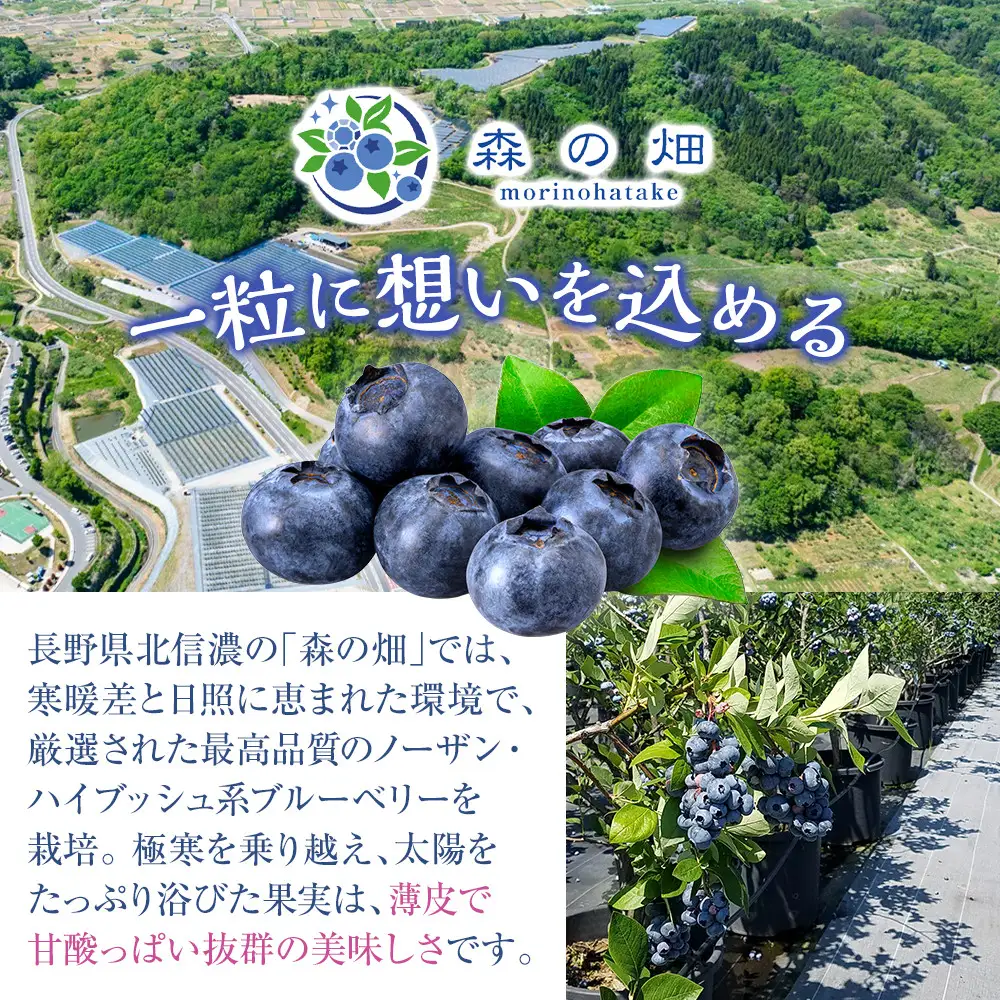 【2027年7月上旬～順次発送 先行予約】【Lサイズ】生ブルーベリー「森のサファイア」500g | ブルーベリー  フルーツ 冷蔵  人気 おすすめ ギフト 送料無料 長野県 長野市 信州 信濃 ふるさと納税