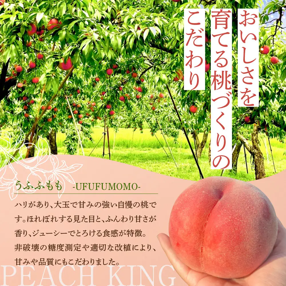 【2027年7月下旬～8月上旬発送予定　先行予約】すーさんの果樹屋 川中島の桃 大玉3玉 品種おまかせ |桃 フルーツ