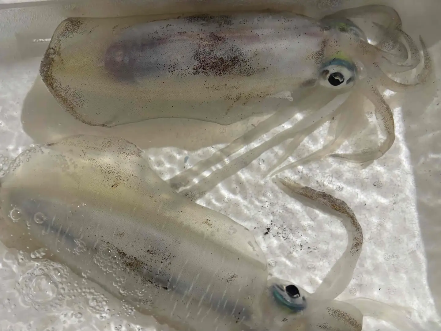 【先行受付】竹中水産のアオリイカ2kg前後!(±100g)【H22-273】【配送不可地域：離島】【1143921】 YWTM090