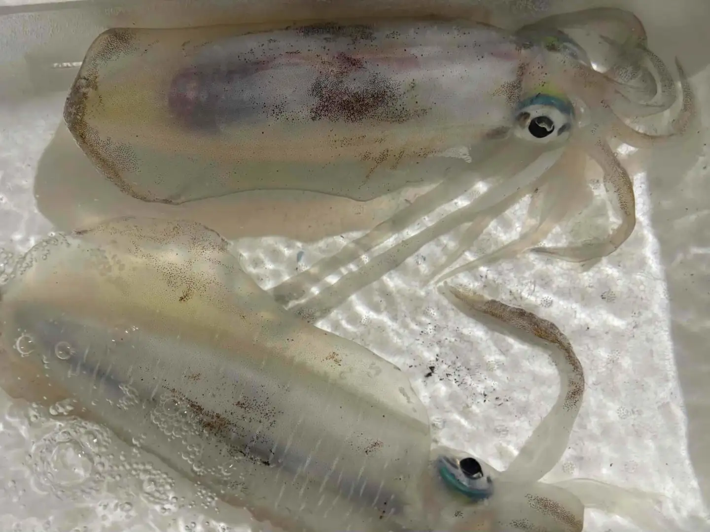 竹中水産のアオリイカ1kg前後!(±100g)【D22-274】【配送不可地域：離島】【1143922】 YWTM091