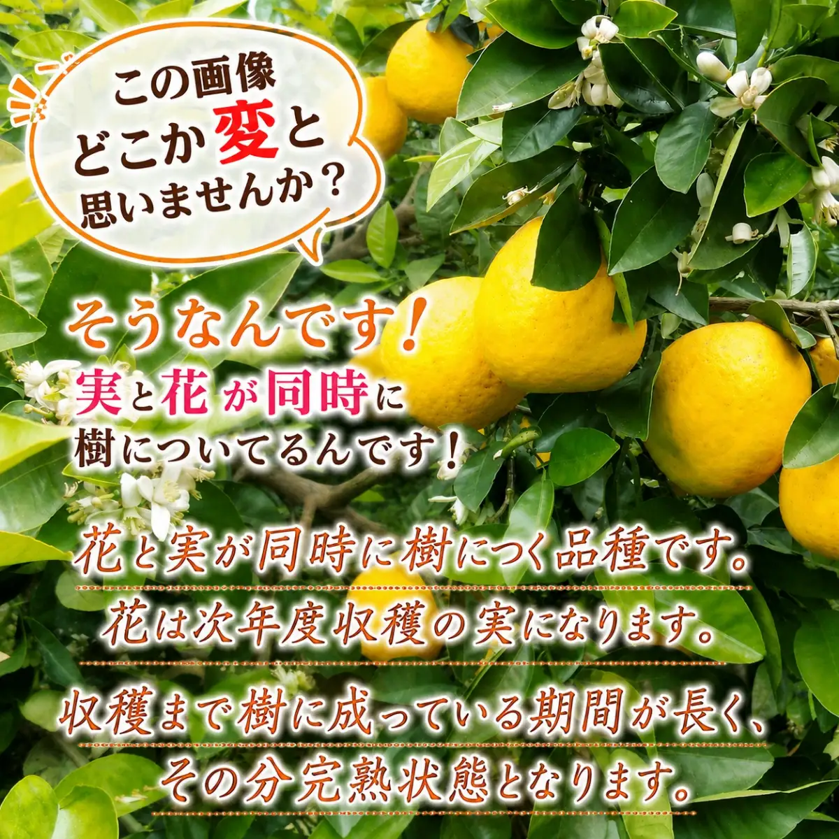 【先行受付】爽やかでみずみずしい!初夏の「河内晩柑」約5キロ【訳あり】【C39-82】【配送不可地域：離島】【1640764】 YWTF057