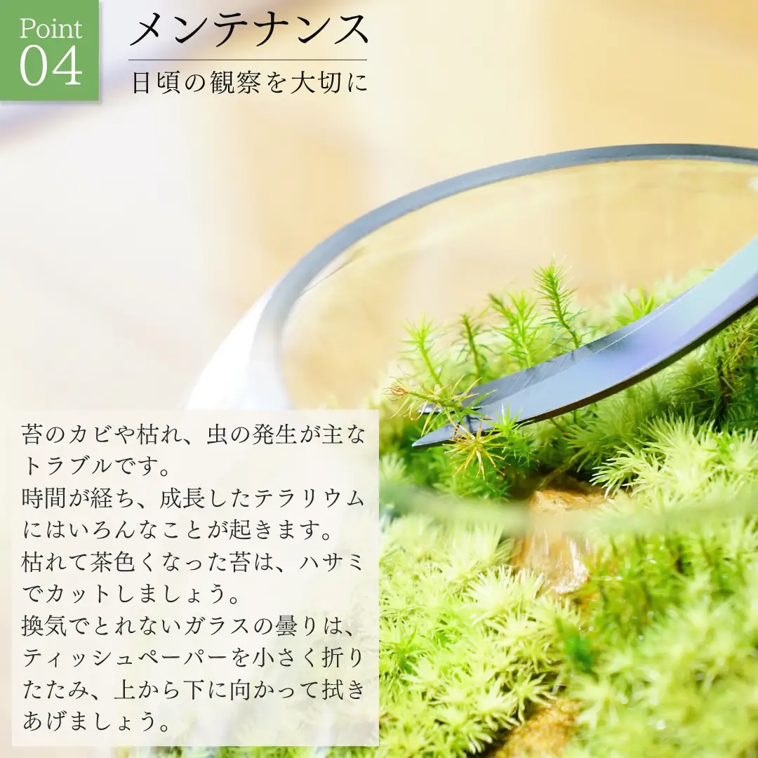 テラリウム 14cm スフィア（苔1種類） 苔リウム 苔テラリウム インテリアグリーン 観葉植物 雑貨 新潟県加茂市 テラリウム専門ショップ -Terraria- 