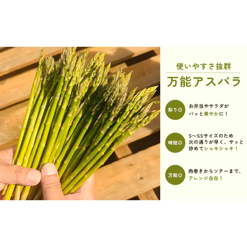 2027年春発送！ふらの グリーンアスパラ 約1.5kg [ 数量限定 先着順 アスパラ アスパラガス 野菜 新鮮 直送 北海道 富良野 ]