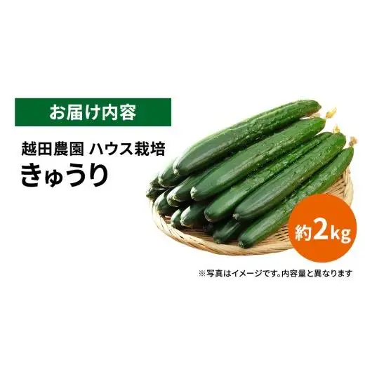 シャキッと美味しい！ 瀬戸内産 きゅうり 約2kg 【2026年 9月以降発送】 