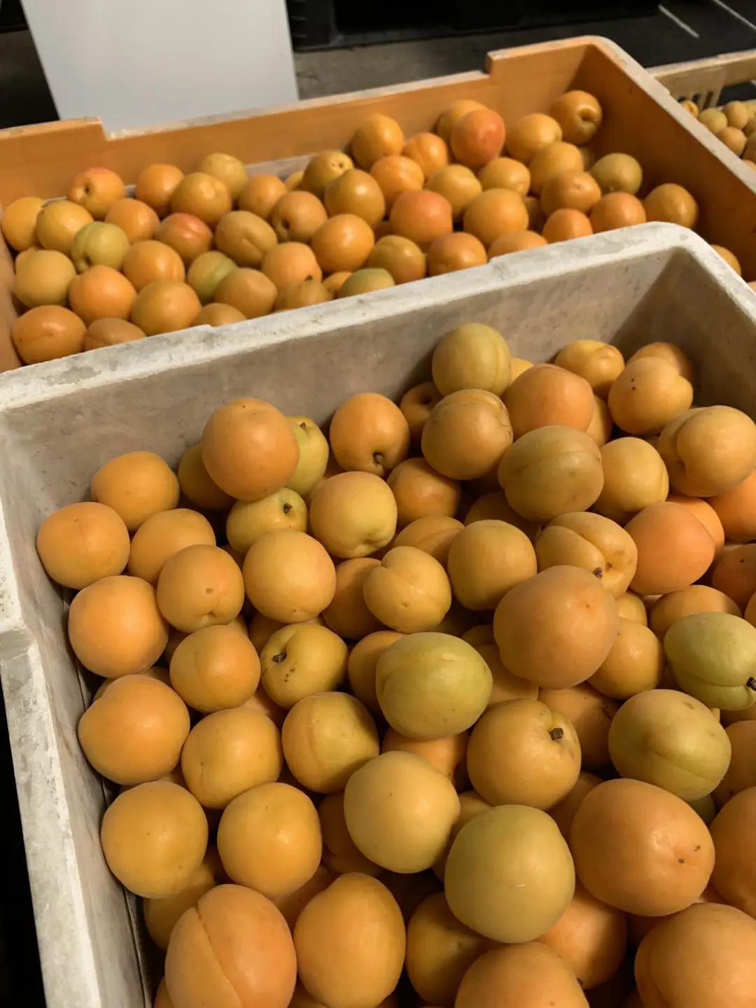 【2027年先行予約】加工用(訳あり)生あんず 5kg | あんず 長野県千曲市産 