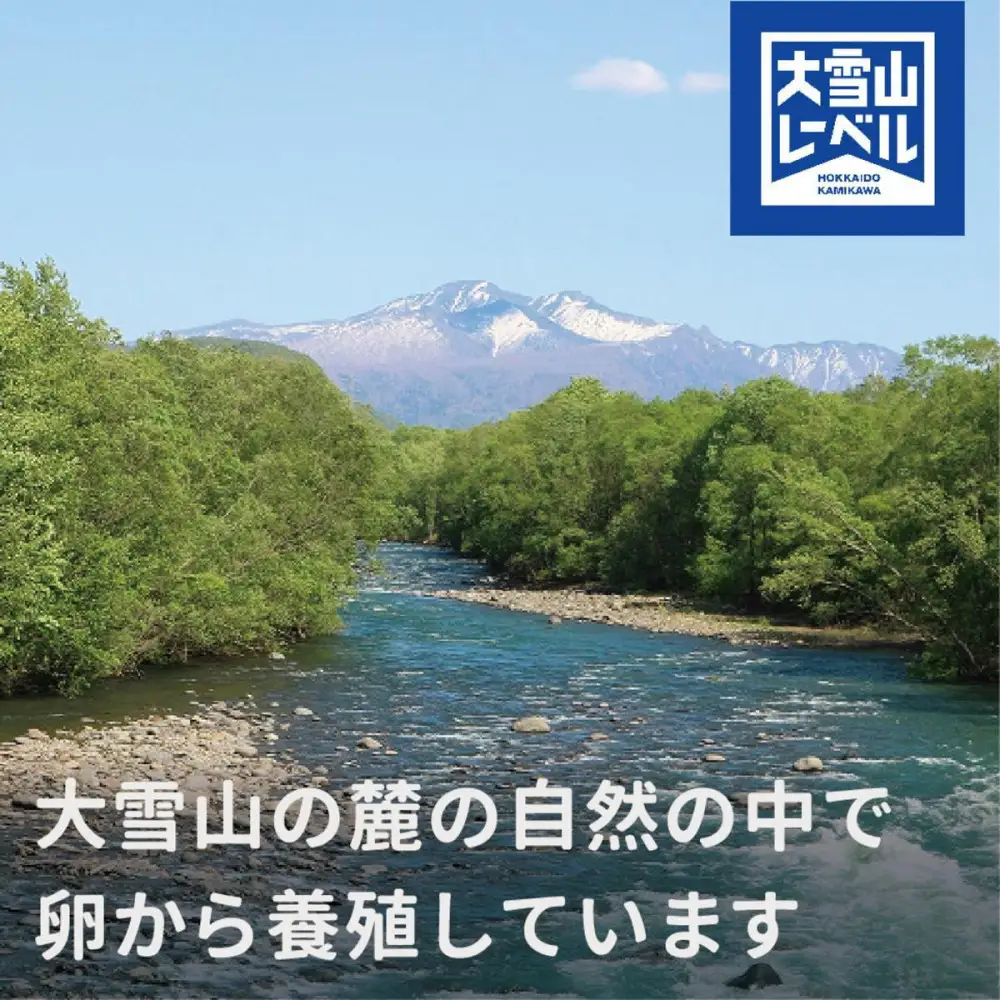 北海道大雪サーモン純米吟醸酒粕漬け9切れ| サーモン