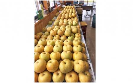 【数量限定】精華園のこだわり 梨（約3kg）品種はおまかせ【2026年8月下旬～10月下旬迄発送予定】