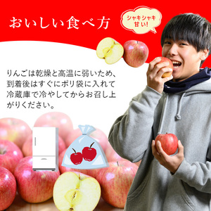 りんご定期便家庭用訳あり 青森県産 りんご【約5kg×3回】【定期便】