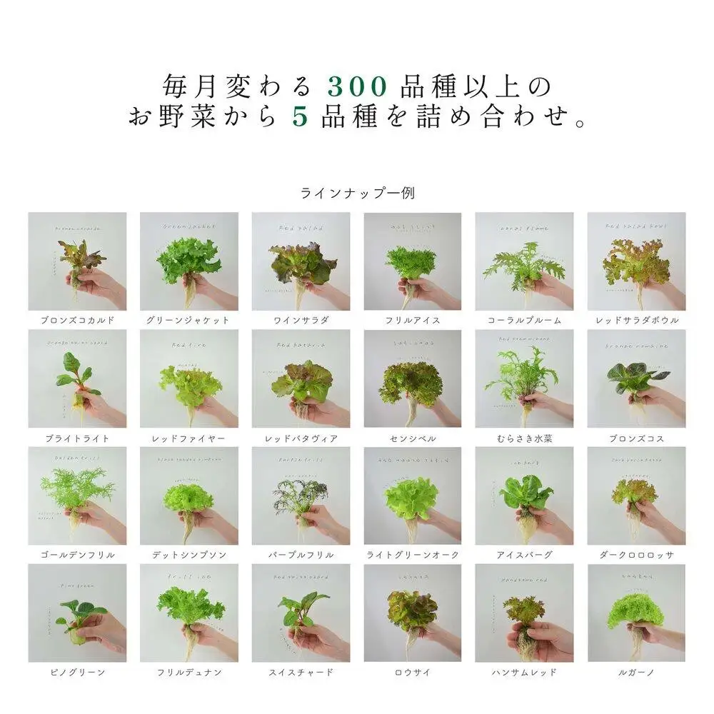 【2回定期便】常備野菜5種詰め合わせ│ドレッシング要らず 一ヶ月日持ち 洗わずそのまま 付け合わせ専用 ミディアムリーフ 5つ星ホテル採用