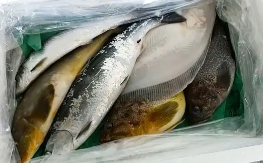 北海道産 船上活〆鮮魚詰め合わせ約3kg 【2026年10月上旬～12月上旬まで発送予定】 鮮魚 活〆 血抜き セット 旬 出汁 3キロ 魚 魚類 魚介 魚介類 食材 国産 鮮魚セット 詰め合わせ