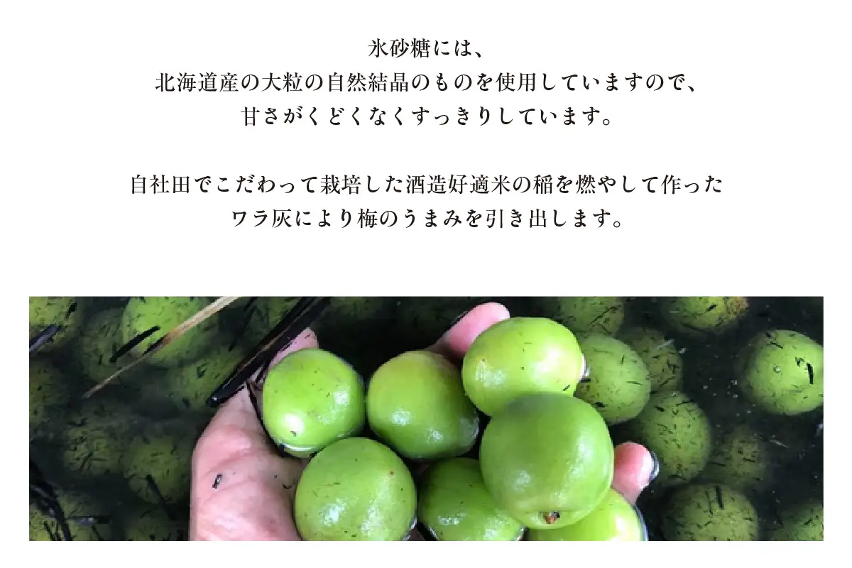 知多の梅酒「白老梅」純米吟醸　2本セット