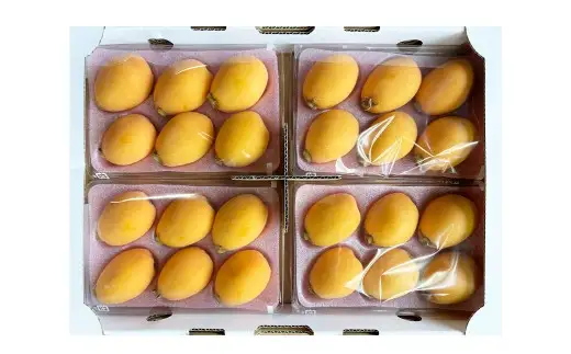 長崎市産びわ 1kg 24個入 【2027年4月下旬-5月下旬発送予定】 びわ ビワ 果物 くだもの フルーツ 国産 国産フルーツ 常温 長崎県 長崎市