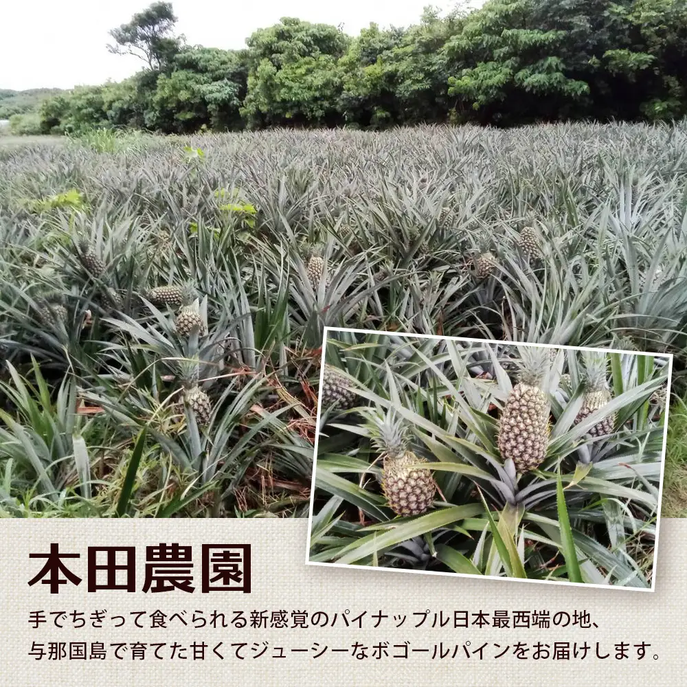 《先行予約》《2027年5月より順次発送》 与那国島産 ボゴールパイン 2～3玉セット 約2kg HN-1 | 沖縄県 与那国町 与那国島 パイン パイナップル ボゴール スナックパイン