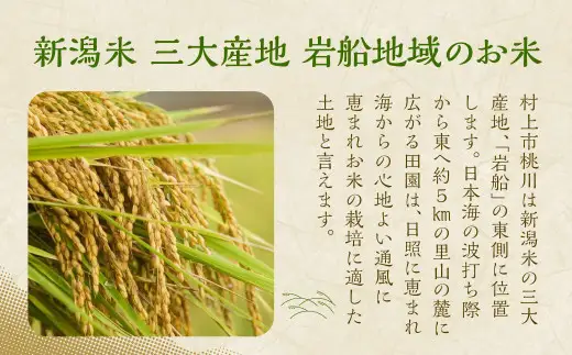 【新米受付・令和8年産米】新潟県村上市産 特別栽培米 新之助 4kg（2kg×2袋）1040009N