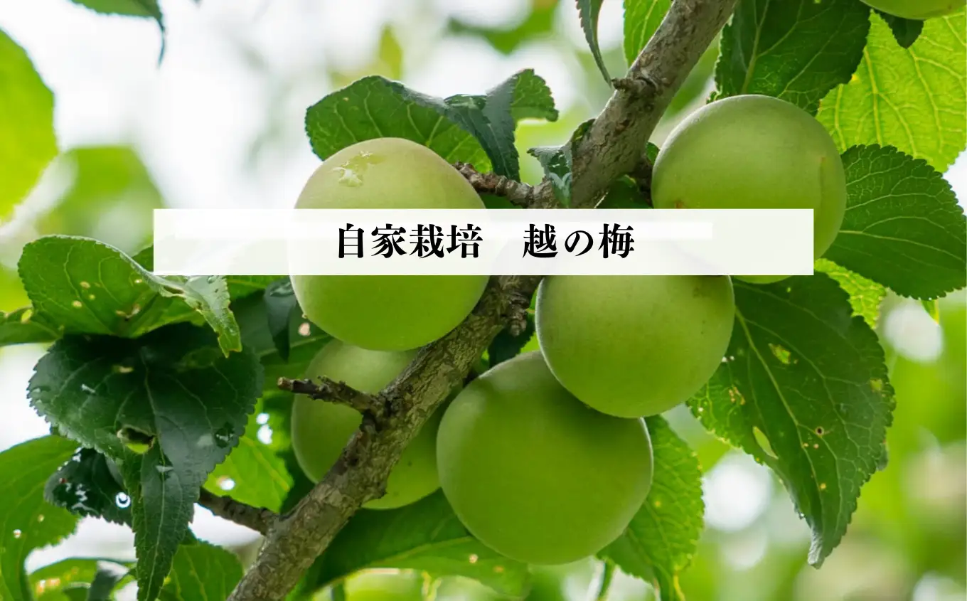 【保存料不使用】12%ほんづけ梅干しセット（新潟越の梅）260g×2 新潟県産越の梅 高級 大粒白梅 梅干 梅干し 人気 ご家庭用 天然 新潟県糸魚川 うめぼし 梅ちゃんfarm笠井