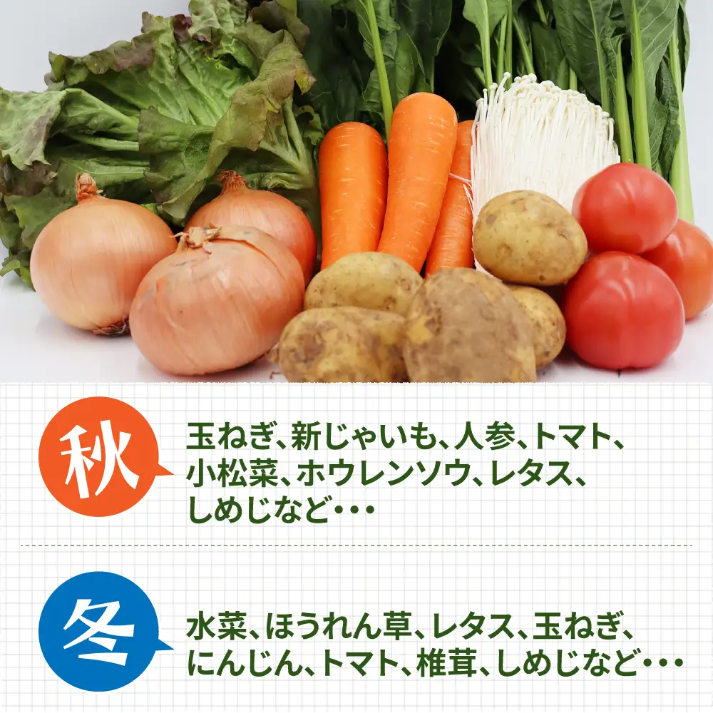 【6回定期便】野菜定期便 8品目 [SCZ029]