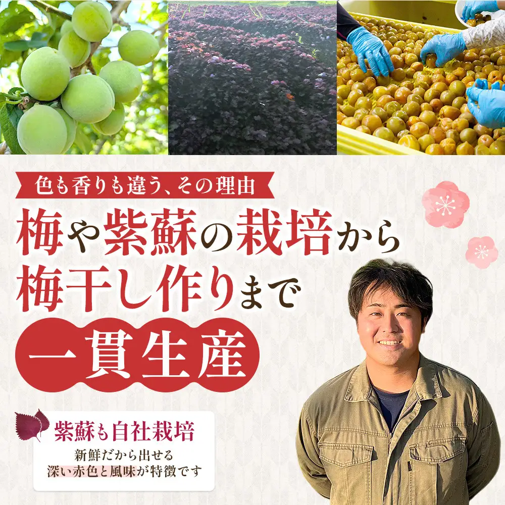 【先行予約】＜訳あり＞宮城県角田産 無添加 まごころ手作り梅干し1.6kg（800g×2）【10月上旬以降順次発送】｜梅干し すっぱい 訳あり