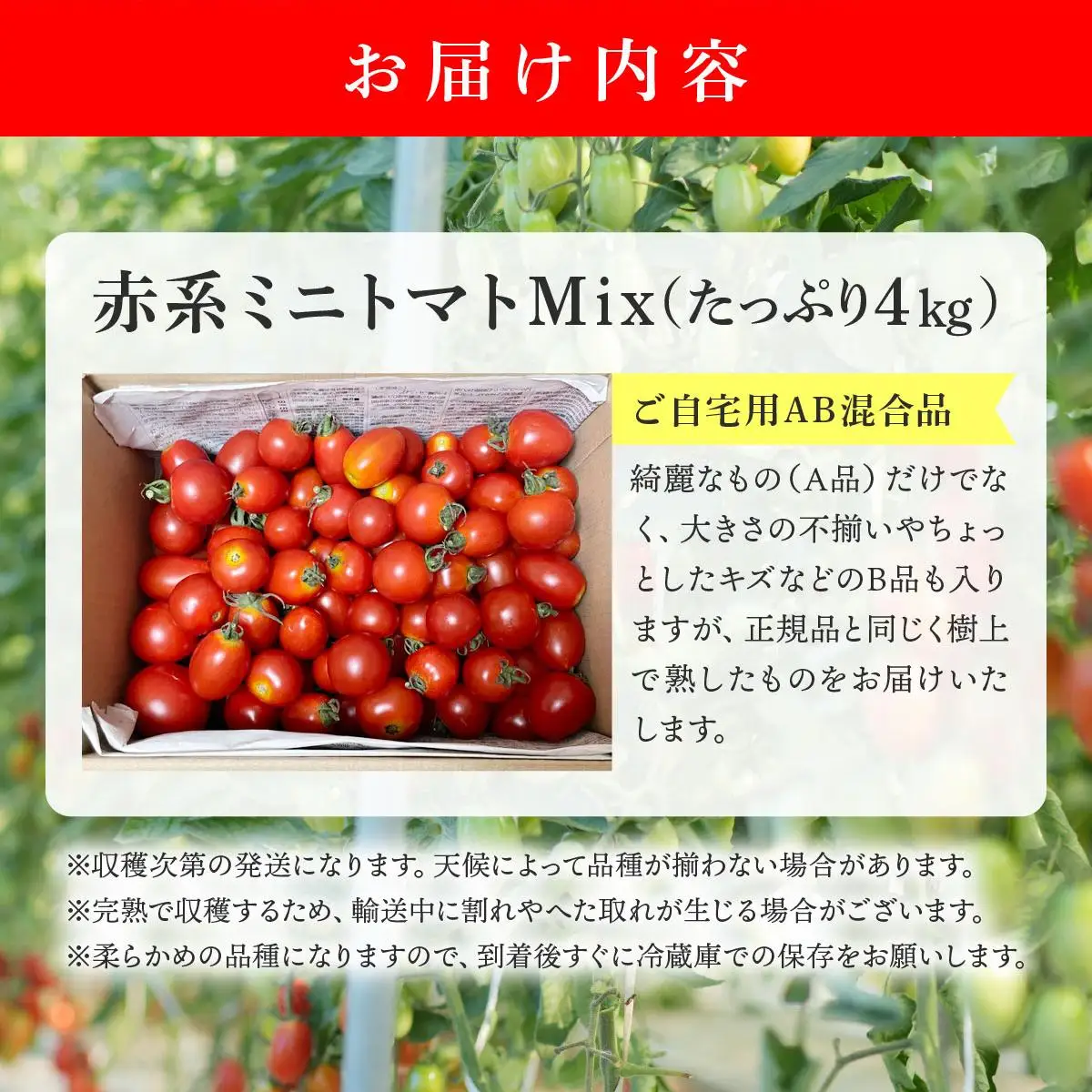 ＜先行予約＞赤系ミニトマトMix(たっぷり4kg)
【ffk-005】