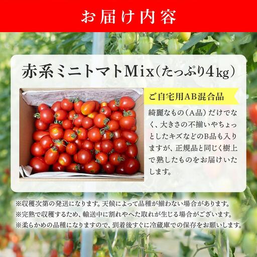 先行予約＞赤系ミニトマトMix(たっぷり4kg) 【ffk-005】｜北海道伊達市