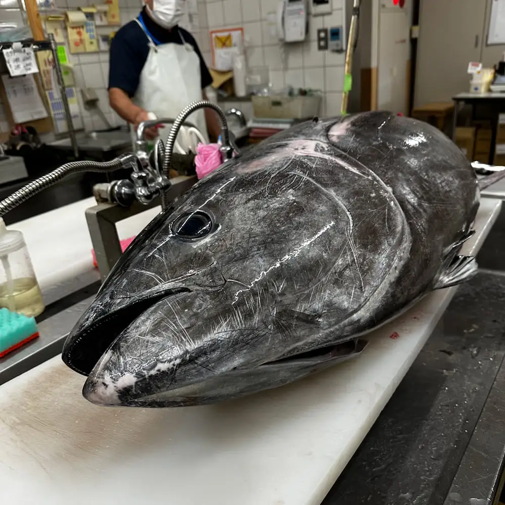 長門産養殖 本マグロ 赤身柵 200g【マグロ 赤身 マグロ刺身 刺身 柵 さく まぐろ 鮪 山口県 長門市 希少 脂乗り抜群 とろける 急速冷凍 冷凍 ギフト 贈答】