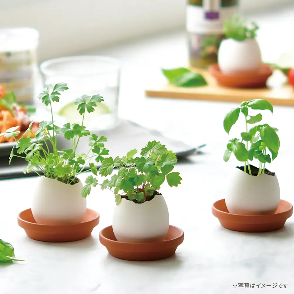 エッグリング クリアパッケージ 2個（バジル、ミント）/ 栽培キット 園芸 ハーブ / 瀬戸市 / 聖新陶芸[BBEK001]
