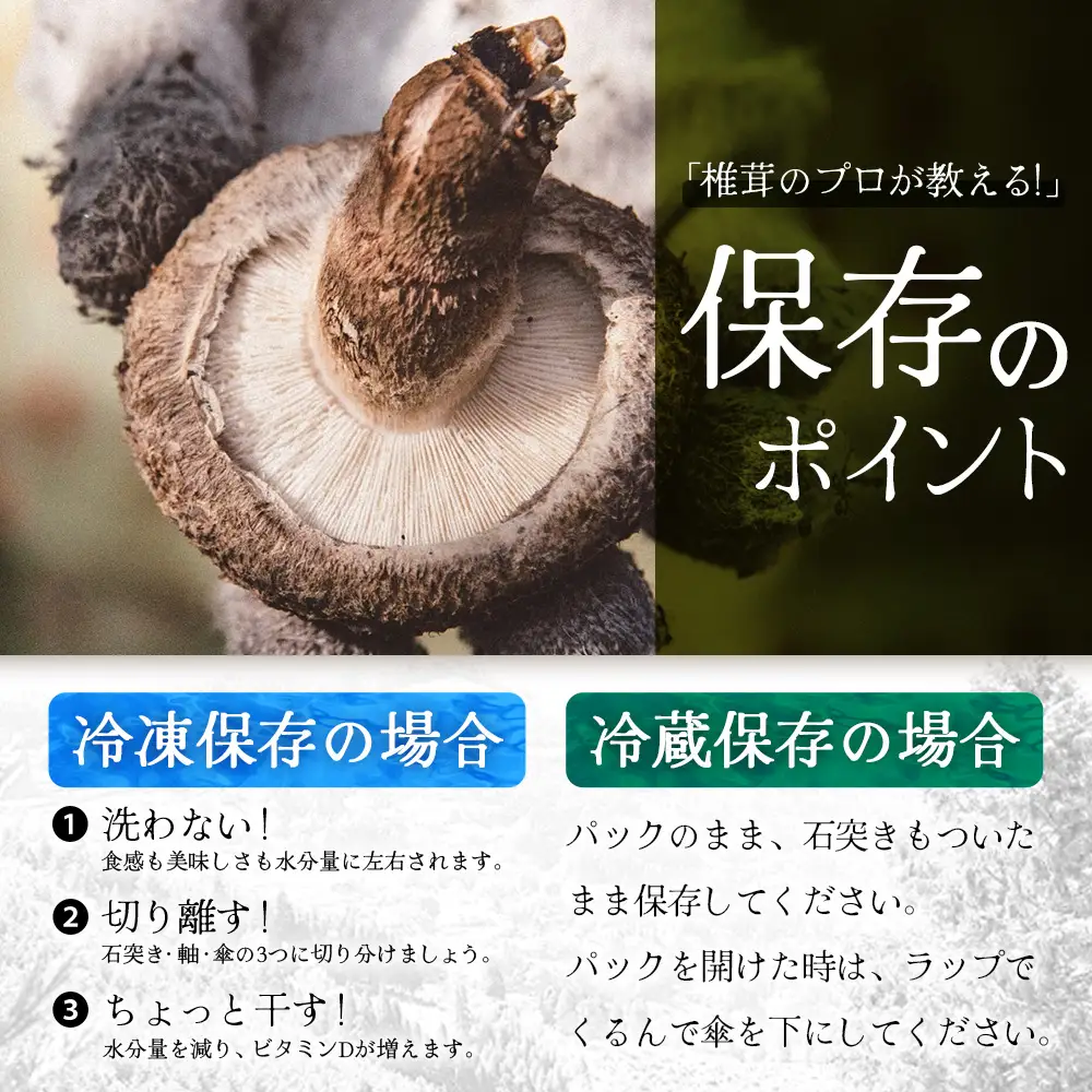 【先行予約】宮崎県諸塚村産 原木生椎茸 約650g［2026年9月～11月ごろにお届け］冷蔵｜しいたけ 生シイタケ きのこ キノコ 原木しいたけ 産地直送 秋の味覚 もろっこはうす MO-30
