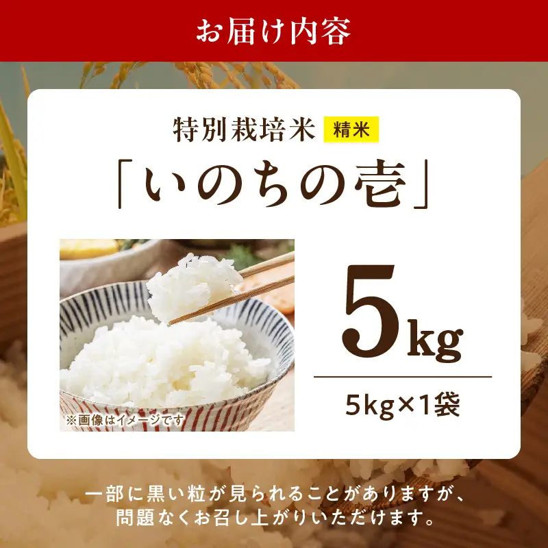 【R8年産新米 先行受付】特別栽培米「いのちの壱」（5kg）＜農家直送＞ 希少米 5kg 米 新米 精米 白米 ご飯 国産 産地直送 甘い 粘り強い もちもち お取り寄せ こだわり米 愛知県 小牧市 送料無料 [208K01]