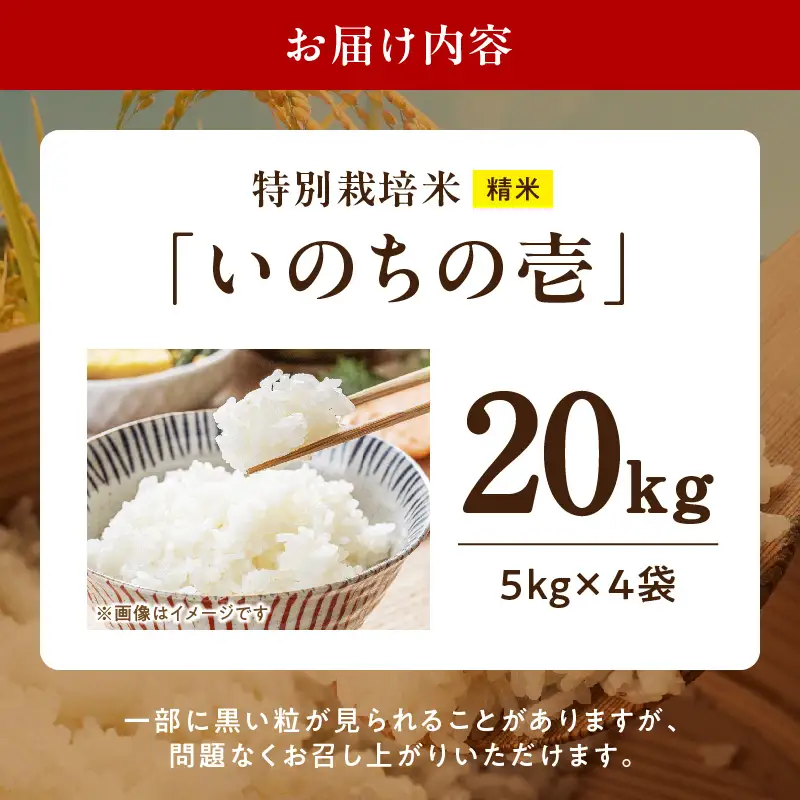 【R8年産新米 先行受付】特別栽培米「いのちの壱」（20kg）＜農家直送＞ 希少米 20kg 米 新米 精米 白米 ご飯 国産 産地直送 甘い 粘り強い もちもち お取り寄せ こだわり米 愛知県 小牧市 送料無料 [208K04]