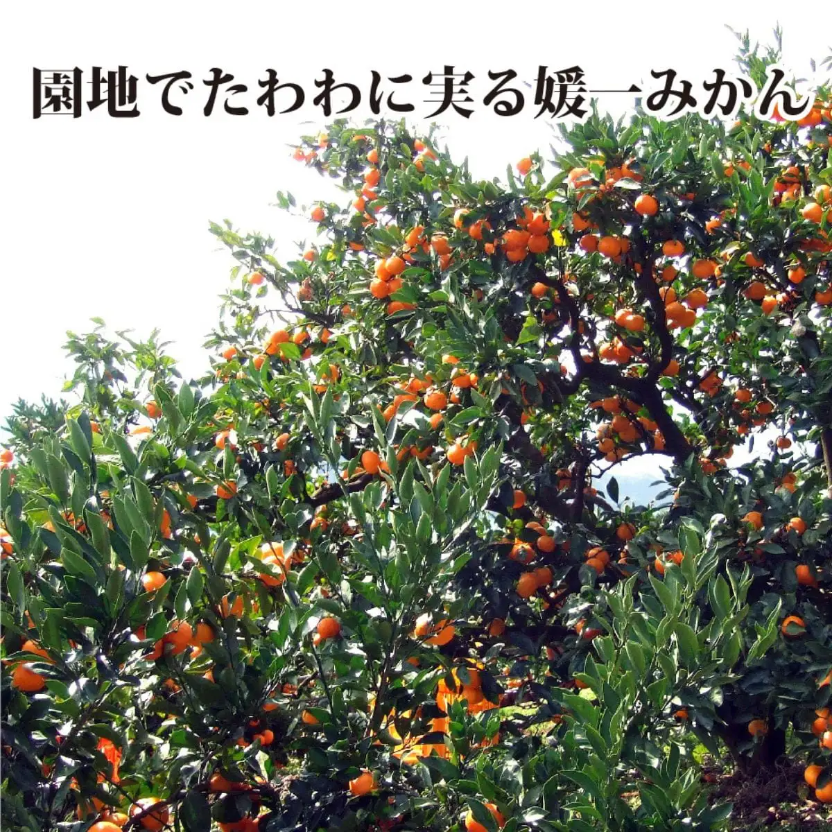 【先行受付】「日の丸みかん」と同産地!!聖ちゃんの「媛一みかん」2Lサイズ  約7.5kg【C39-14】【配送不可地域：離島】【1491362】 YWTF006
